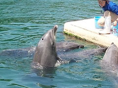 下田海中水族館の写真1