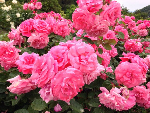 美しいバラ_花フェスタ記念公園