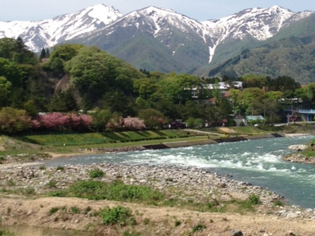 谷川岳と八重桜が綺麗です_諏訪峡