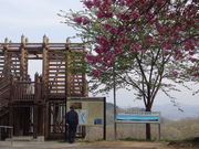 しどーさんの倶利伽羅山の八重桜の投稿写真1