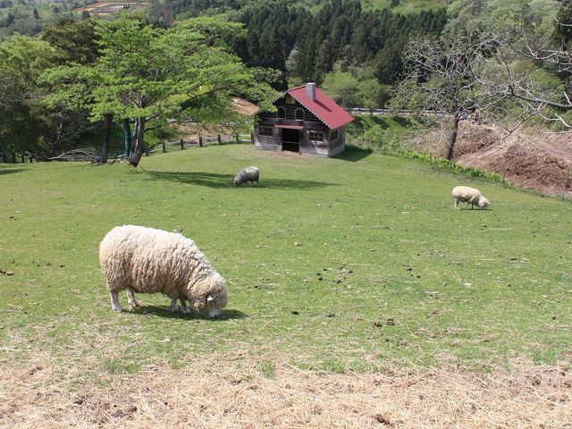 レストランティルズでは羊たちののどかな様子を窓越しに見ながら食事ができます_館ケ森 アーク牧場