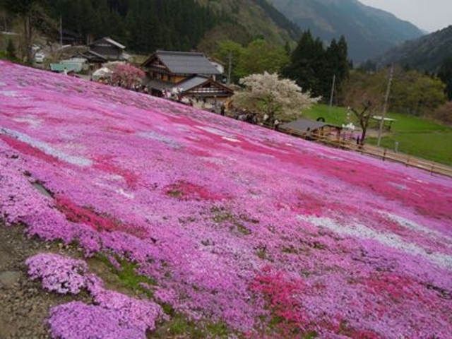 国田家の芝桜