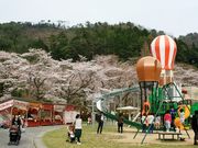 かるとんさんの土師ダム周辺の桜の投稿写真1