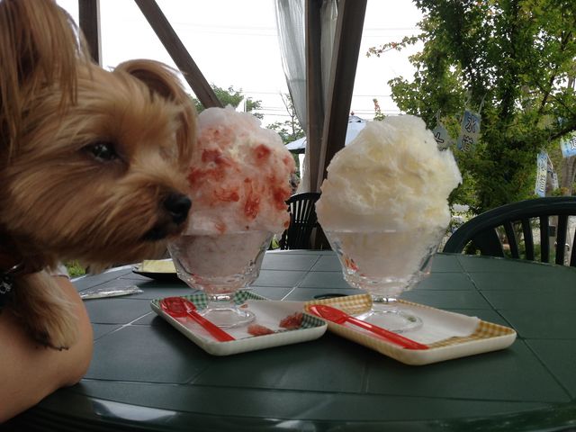 海辺のうさぎさんの霧降高原の投稿写真1