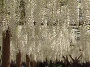 どらちゃんさんの曼陀羅寺公園の藤の投稿写真1