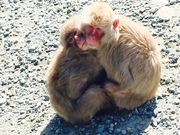 クーロンさんの波勝崎モンキーベイの投稿写真1