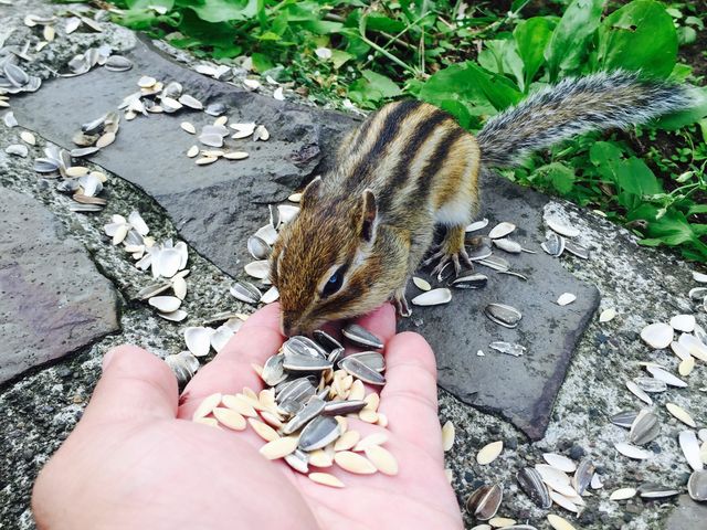 摩周湖のシマリス
餌は100円で売ってました_摩周湖カムイテラス