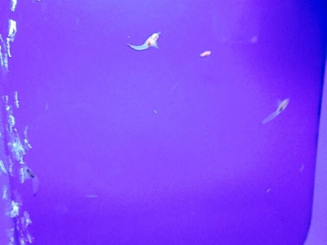 クリオネ_オホーツク流氷館