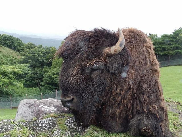 迫力満点_九州自然動物公園アフリカンサファリ