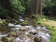 ほたるさんの鳴沢の滝の投稿写真2