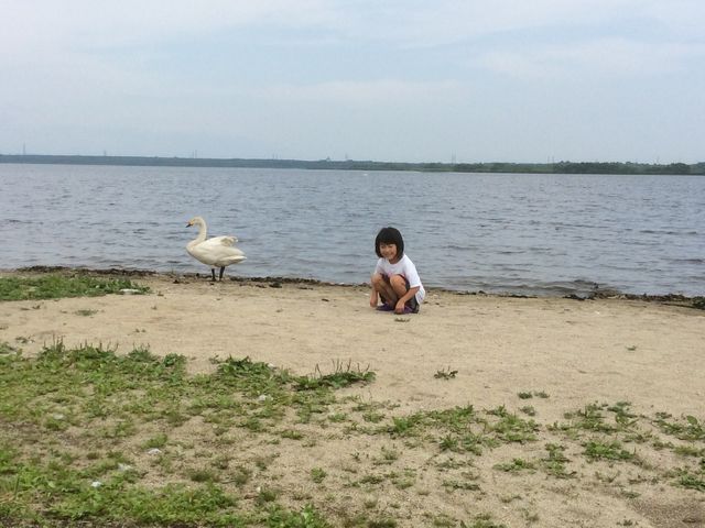 白鳥さん。_ウトナイ湖