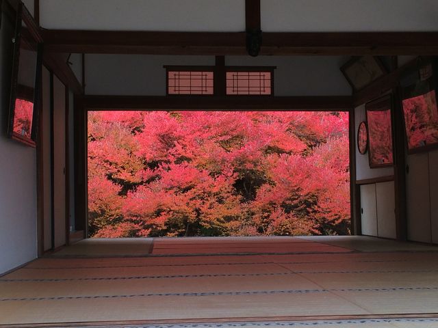 絵画の様などうだんつつじ_但馬安国寺ドウダンツツジ