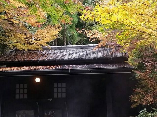 天狗松 裕花