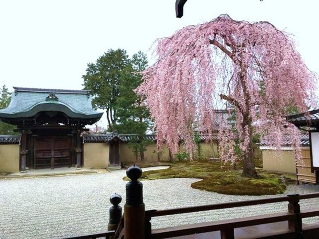 しだれ桜_高台寺