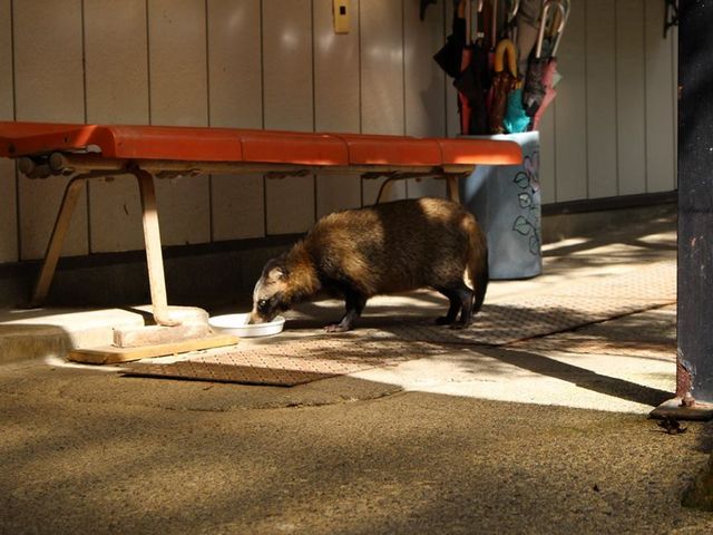野生の狸も!_松川渓谷温泉