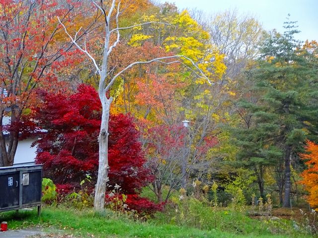 秋は露天からこんな紅葉も見れます_竹山高原ホテル 竹山高原温泉