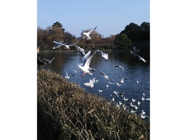 名城公園南名古屋城のお堀、餌を求め我先に飛び交うカモメの群れ_名城公園