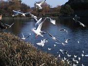 トムコナーズさんの名城公園の投稿写真1