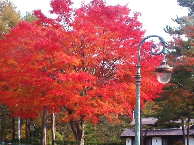 どこかの山荘のもみじ_長池親水公園