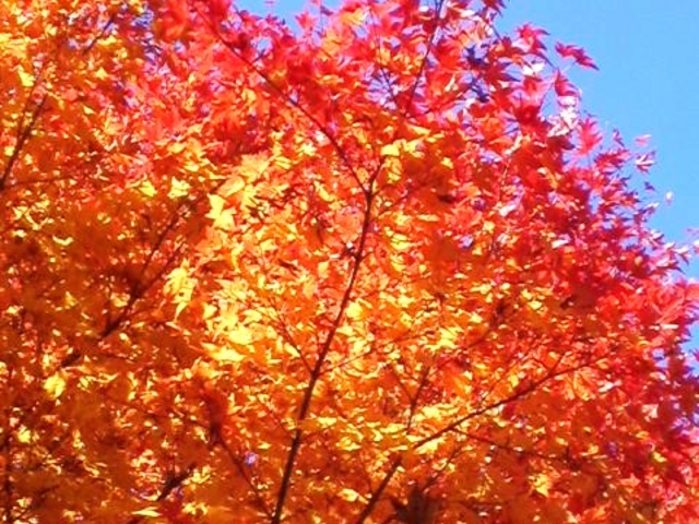炎上しているような紅葉_川俣川渓谷