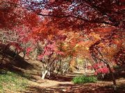 glyさんの広島市植物公園の投稿写真1