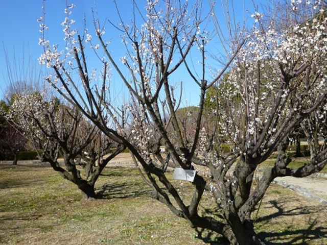 鶴亀松竹梅扇さんの庄内緑地の投稿写真3