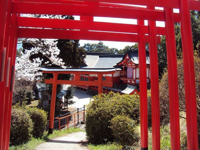 桜と鳥居_扇森稲荷神社