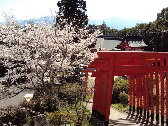 桜と鳥居_扇森稲荷神社
