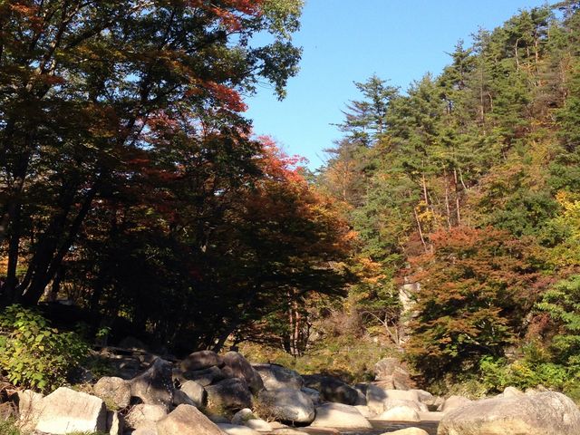 マーミーさんの不動尊公園の桜・紅葉の投稿写真1