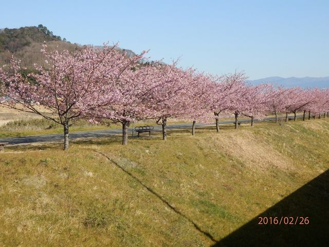 ぶんちゃんさんの狩野川記念公園の投稿写真1