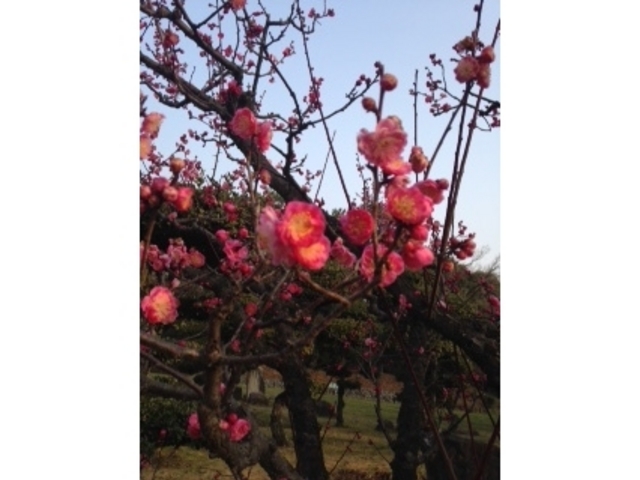 大仙公園