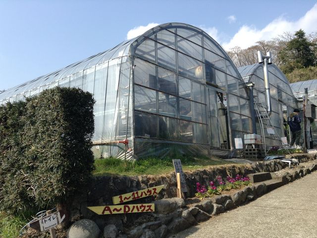 the greenhouse_いちごらんど中西