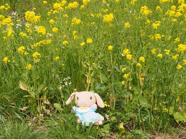 菜の花群生地_一般社団法人南伊豆町観光協会