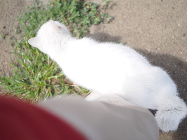 じゃれてくる白猫_弓ヶ浜