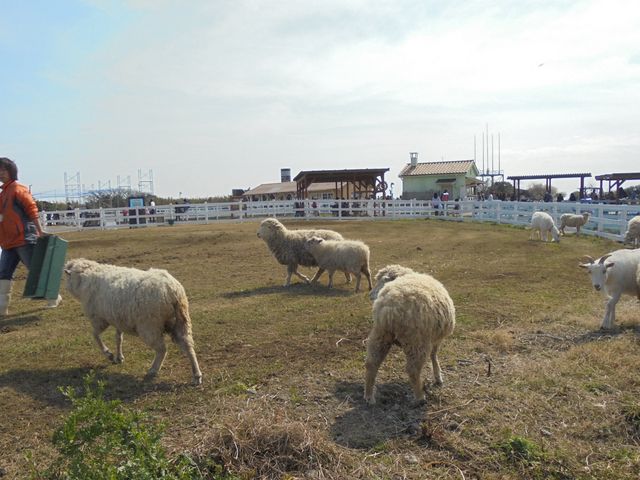 ふれあい動物村、ヒツジ・ヤギ_長井海の手公園ソレイユの丘