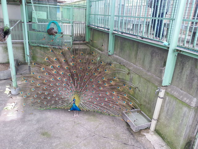 羽を広げた孔雀です。_和歌山城公園動物園