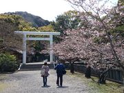 瑠璃蝶さんの安房神社の桜の投稿写真2