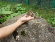 ゆうちゃんさんの天狗山ロープウエイの投稿写真1