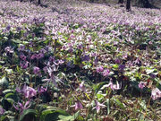 ニミニさんの可児市のカタクリ群生地の投稿写真1