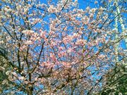 usaさんの伊豆高原の桜並木の投稿写真1