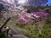 ムサシさんの法多山尊永寺の桜の投稿写真1
