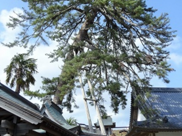 じゅんさんの医徳寺のシダレ松の投稿写真1