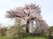 シトラさんの円山公園の投稿写真1
