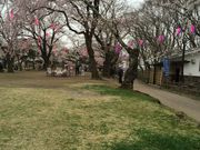 エミリンコさんの小諸城址懐古園の桜の投稿写真1