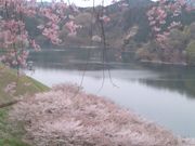 キクさんの城山湖の投稿写真1