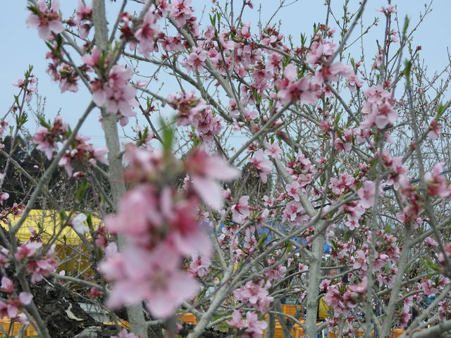 大野農園