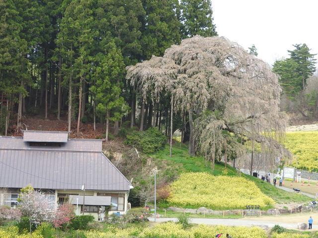 合戦場のしだれ桜