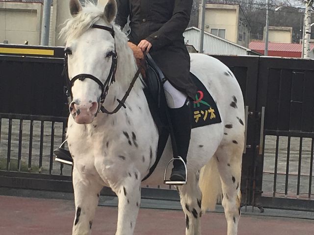 誘導馬のテン太くん♫上着を噛まれました(^^)_門別競馬場