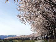 クリケンさんの赤川の桜並木の投稿写真1