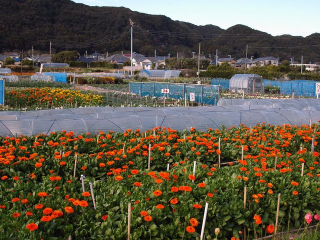 ちくら潮風王国目の前のお花畑
(1月撮影)_道の駅 ちくら潮風王国